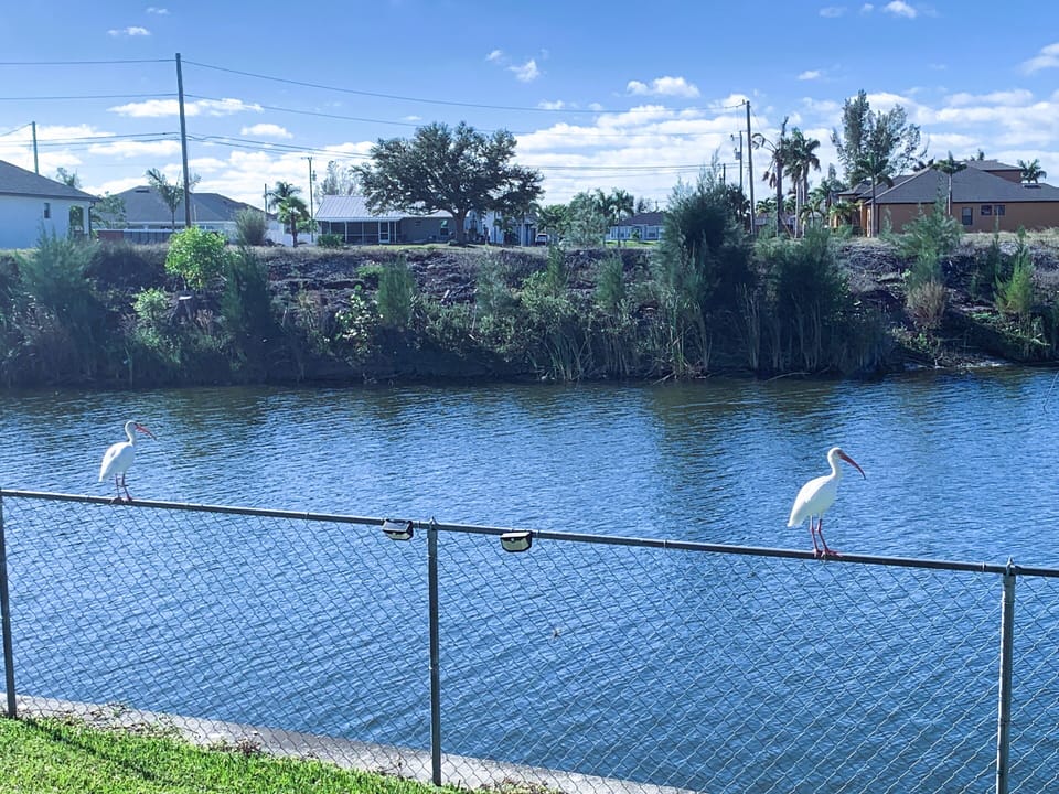 canal view with wildlife