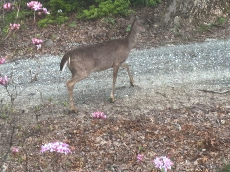 Wildlife is abundant