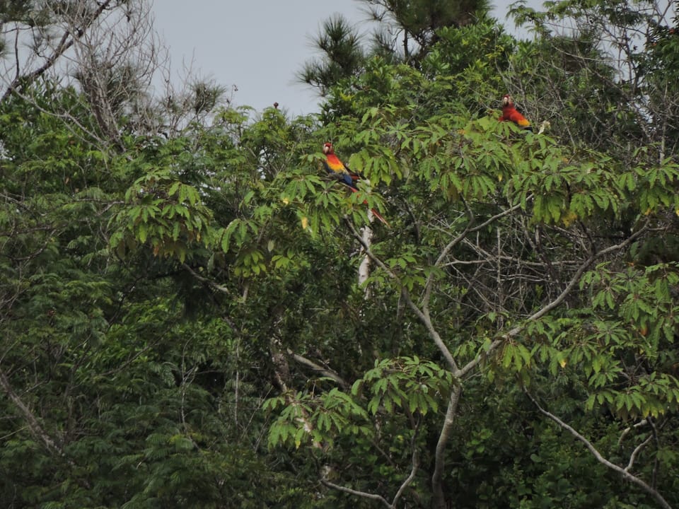 scarlet macaw tour