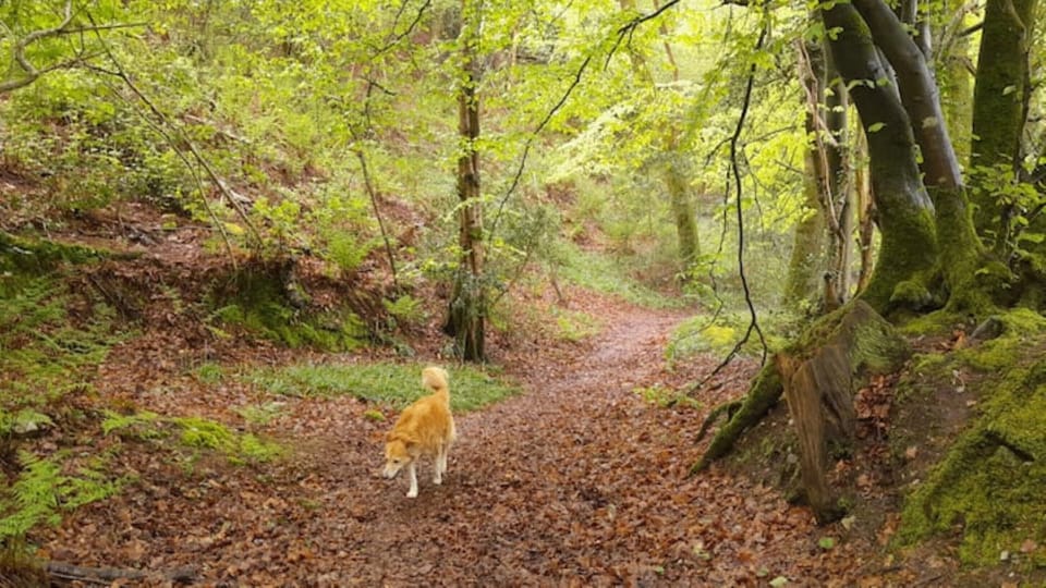 This beech wood 100m away is great for dog walks