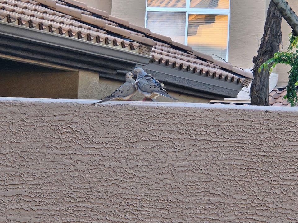 Birds love it here.  You will too.