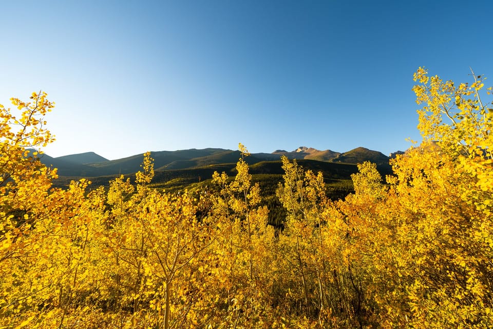 A scenic view of yellow autumn trees with a mountain range in the background under a clear blue sky.