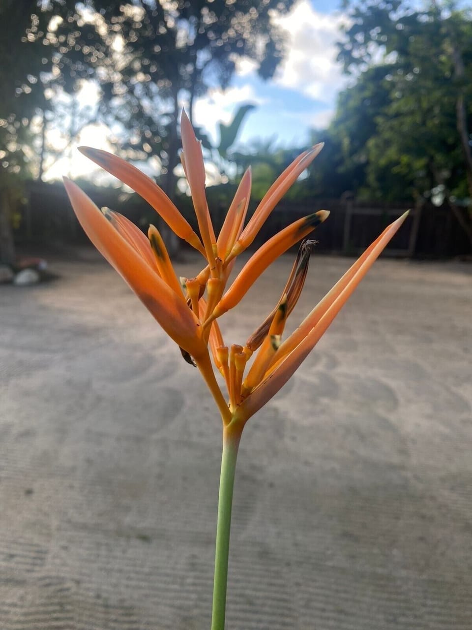Fresh Flowers for your Room