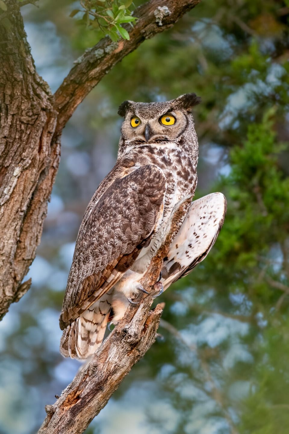 Wildlife on the ranch is abundant! You`ll might get a chance to see a Great Horned Owl!