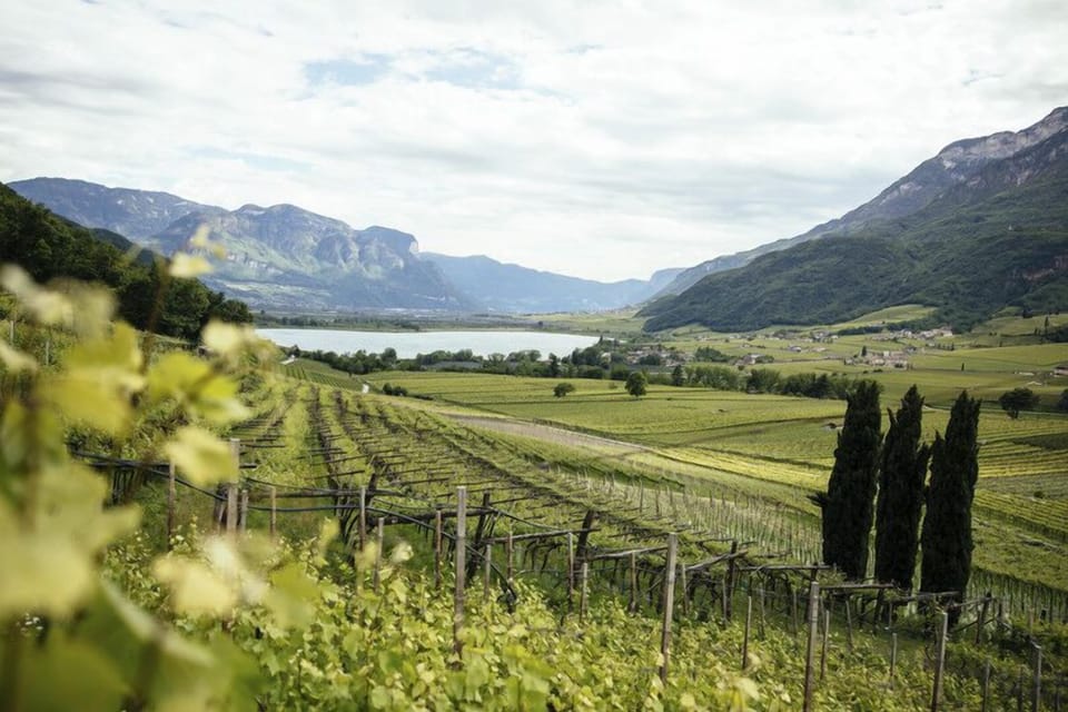 Vineyard