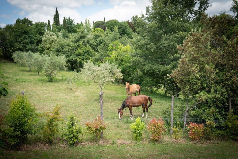 Autumn, Garden, Spring, Summer