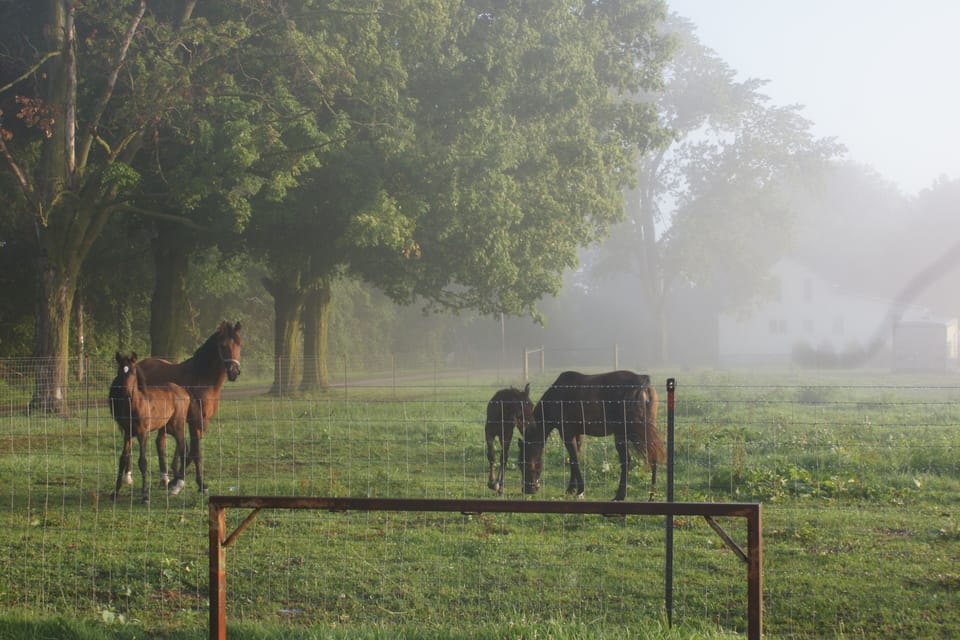You are surrounded by farmland and animals
