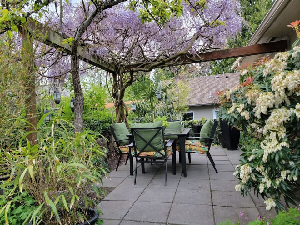 Backyard Wisteria in bloom (month of May).