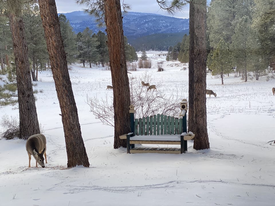 Our local herd of deer, who visit our backyard meadow just about daily