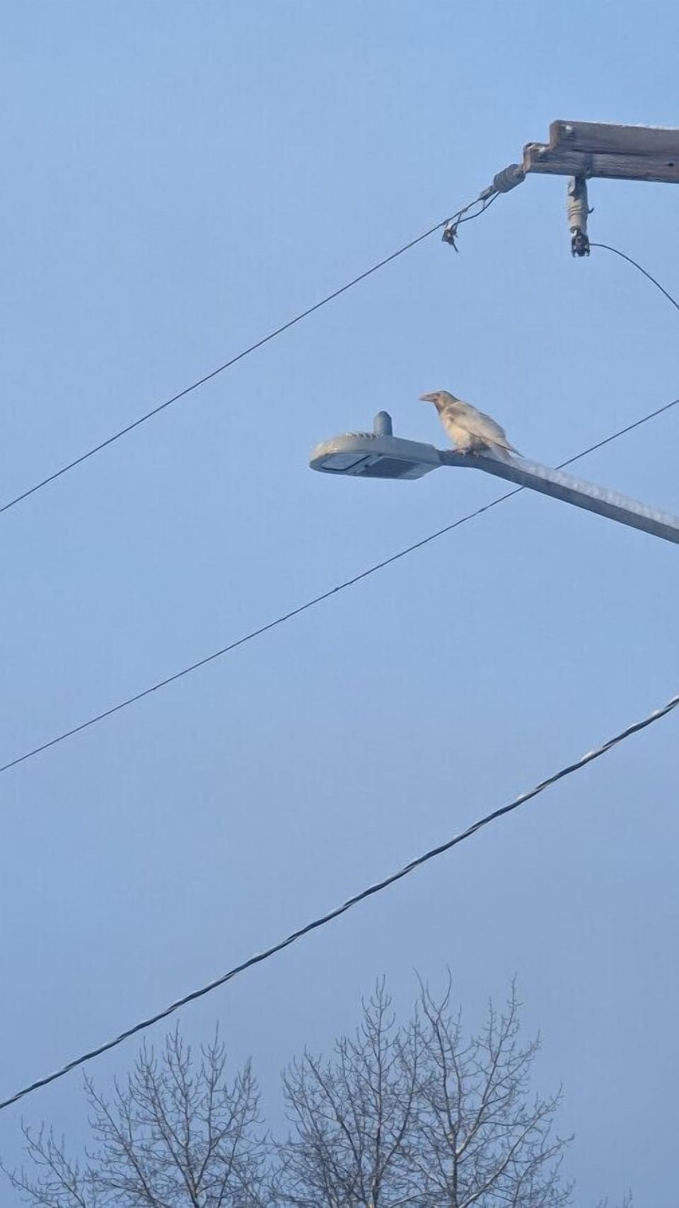 White raven from window