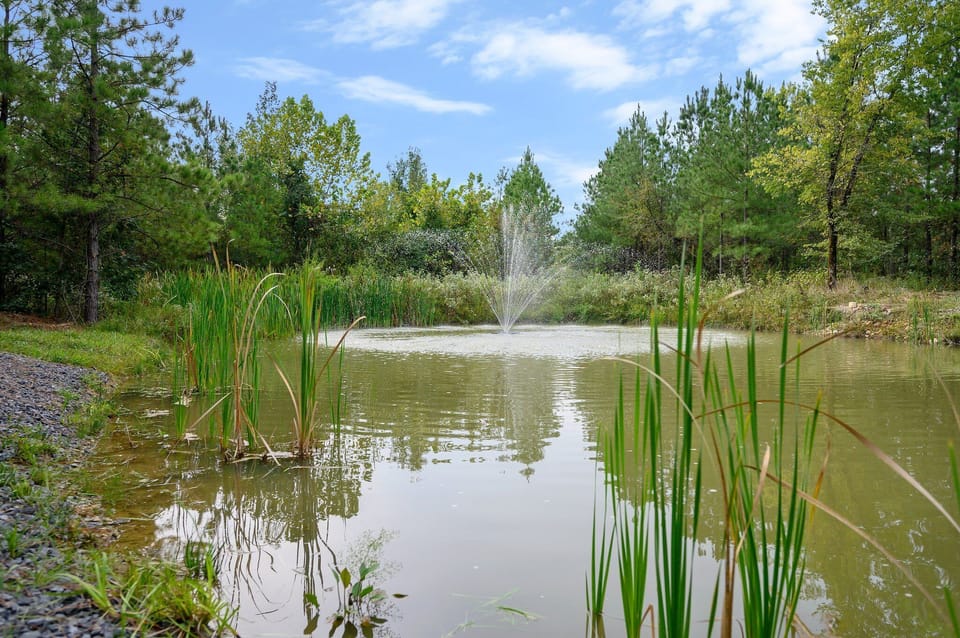 Relax with catch-and-release fishing by a calm pond, surrounded by greenery.