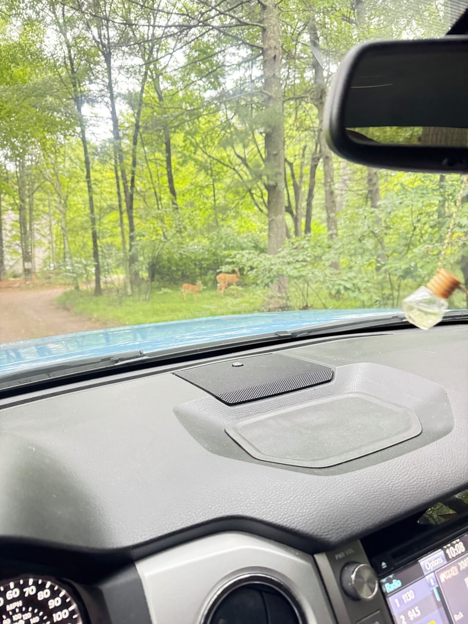 Deer  in driveway