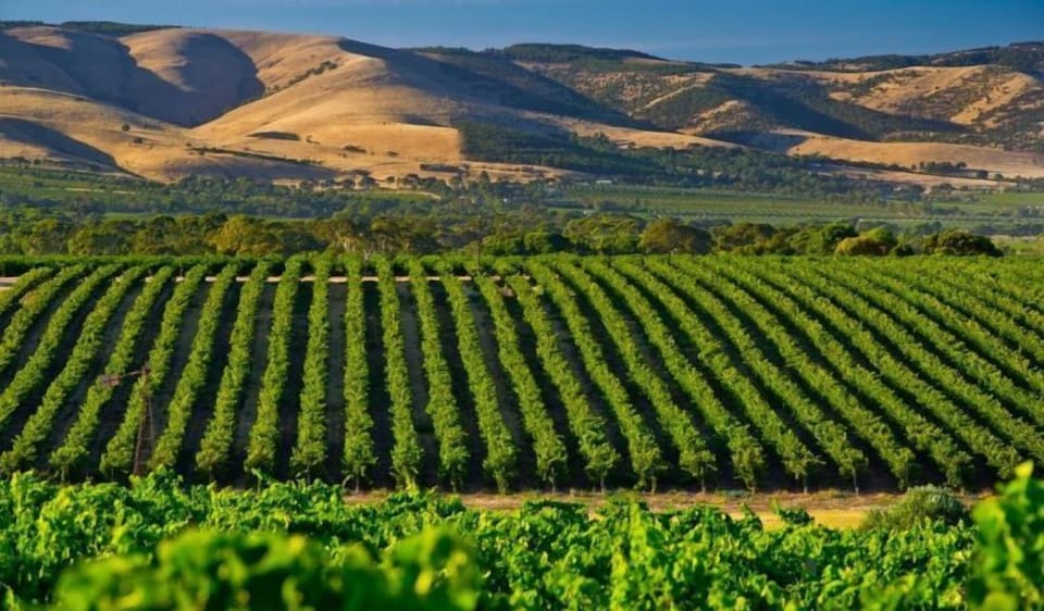 McLaren Vale