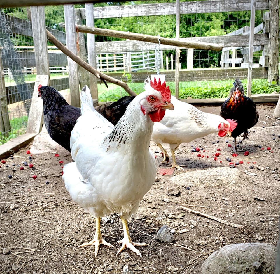 Chickens & daily fresh eggs!