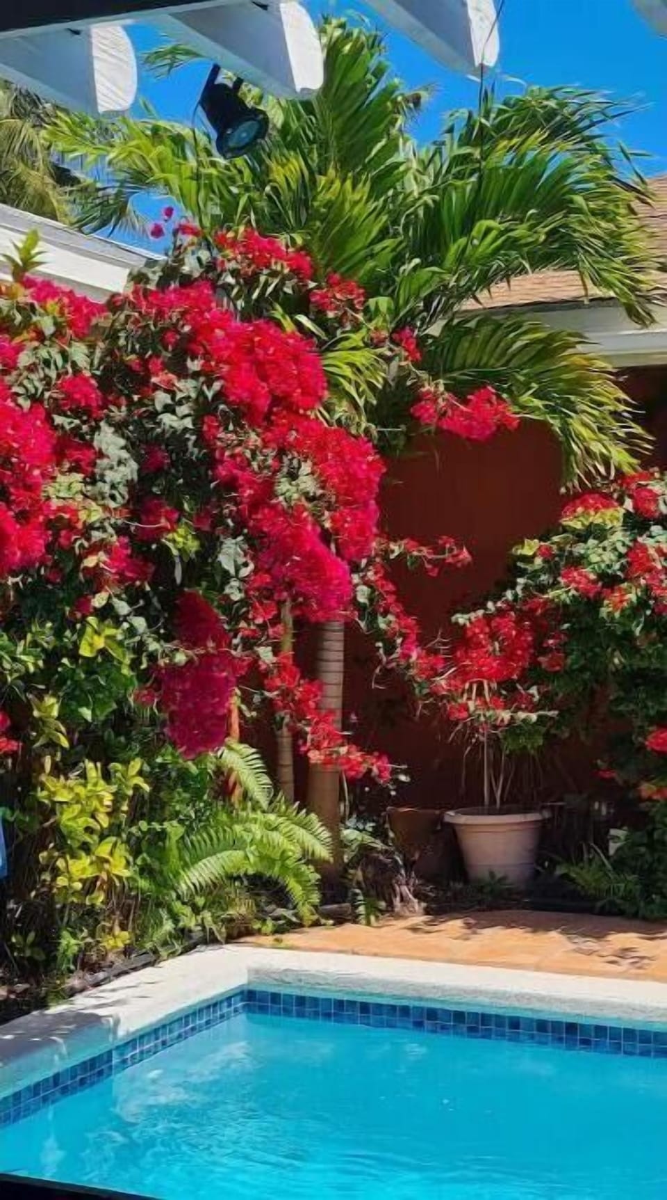 Beautiful bougainvillea in bloom at poolside.