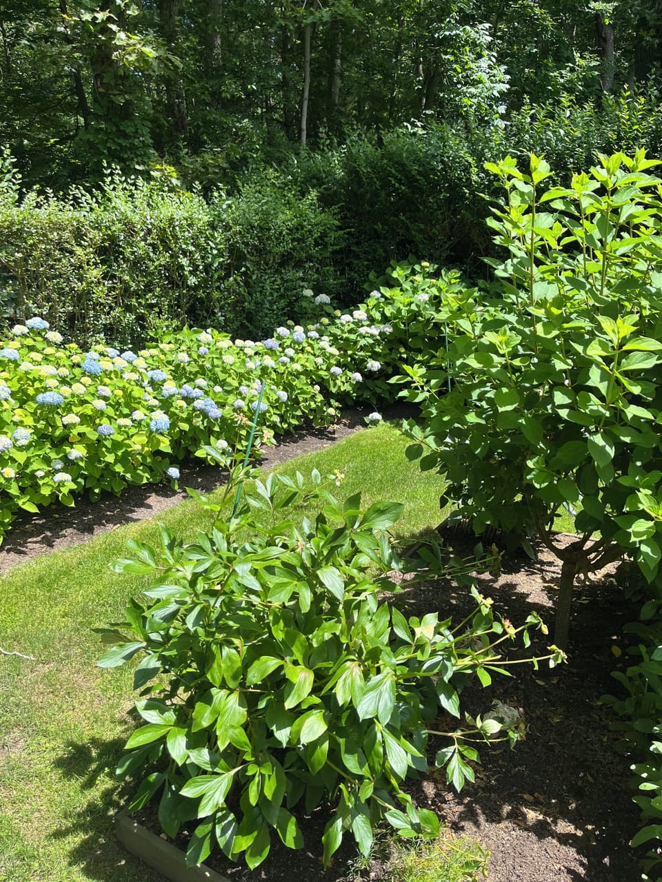 Flower garden