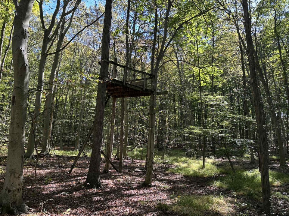 A little touch of adventure waiting in the woods.