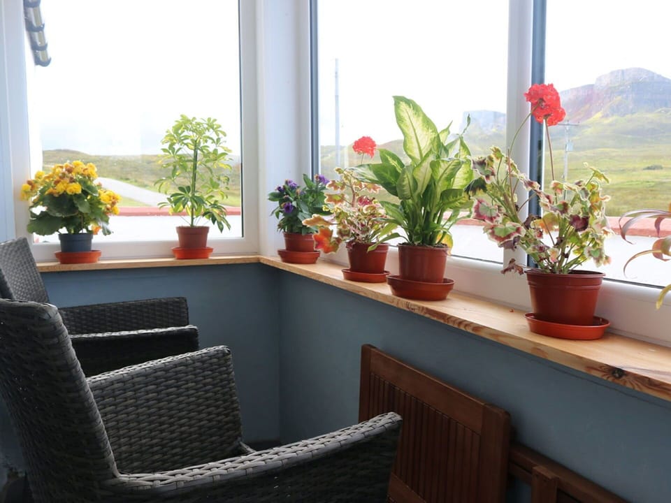 Plant, Flower, Property, Window, Houseplant, Flowerpot, Wood, Botany, Interior Design, Sky