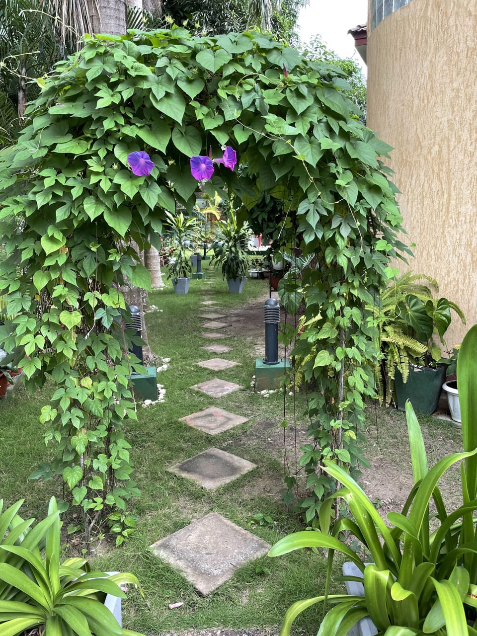 garden area