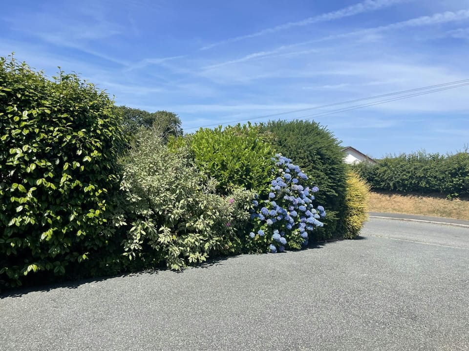 driveway with shrubs in flower along the side