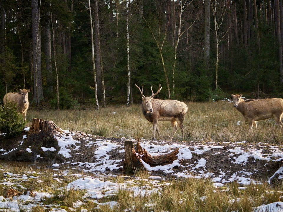 Deer, Wildlife, Forest, Horn, Antler, Wilderness, Elk, Reindeer, Woodland, Nature Reserve