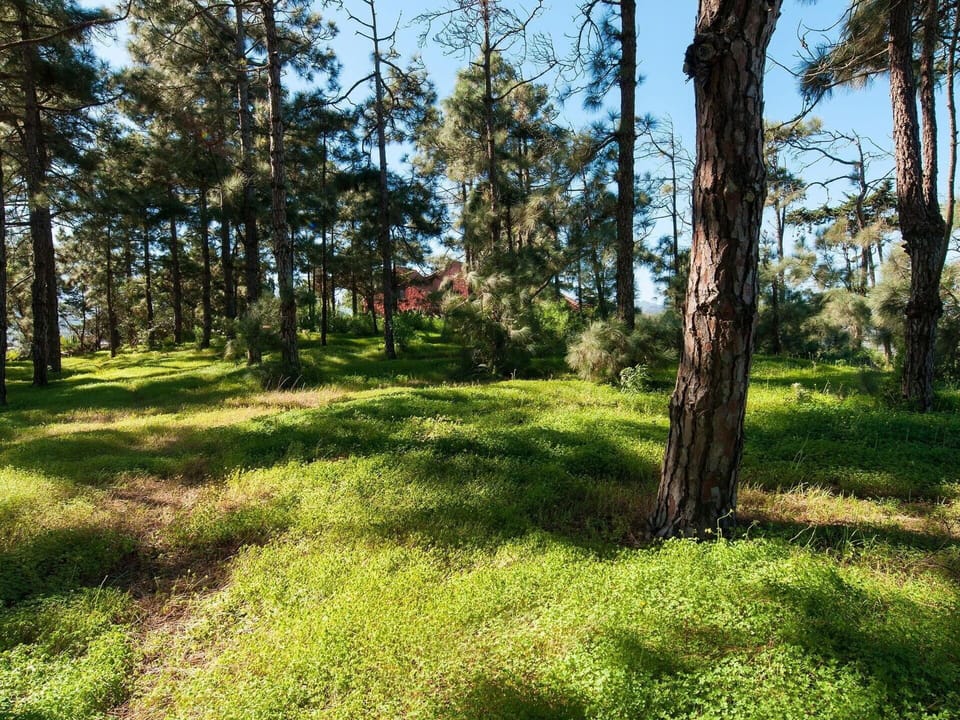 Plant, Sky, Plant Community, Shade, Tree, Wood, Branch, Natural Landscape, Land Lot, Trunk