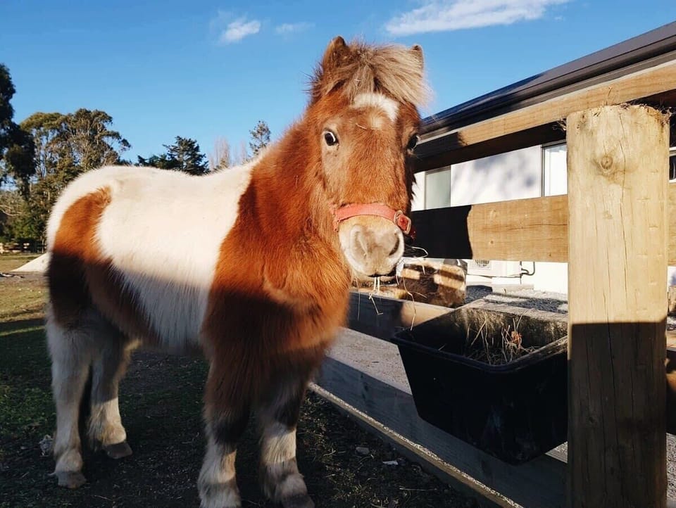 Lad, a very friendly pony