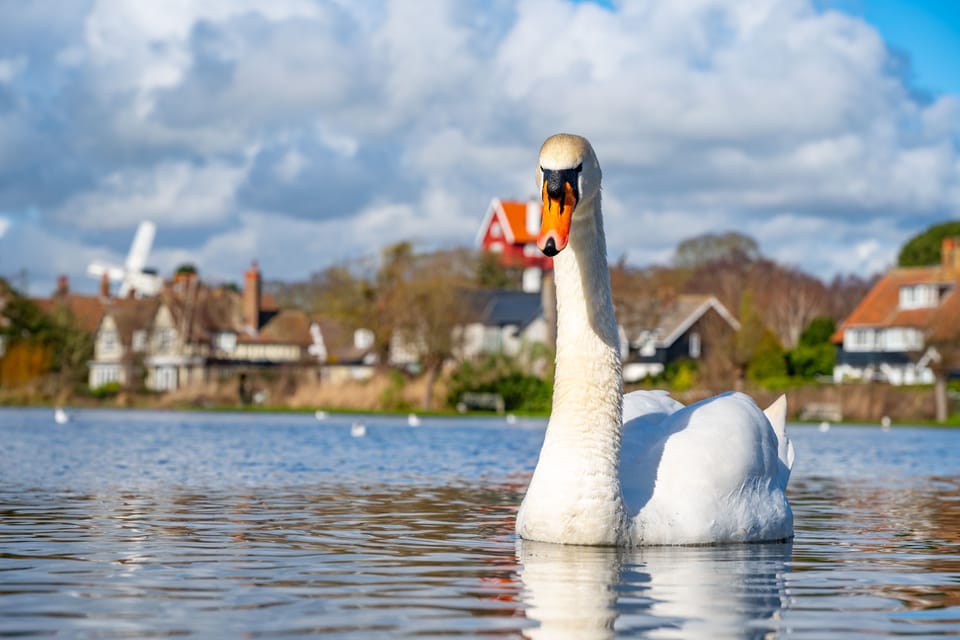 Many birds make their home on the Meare year-round