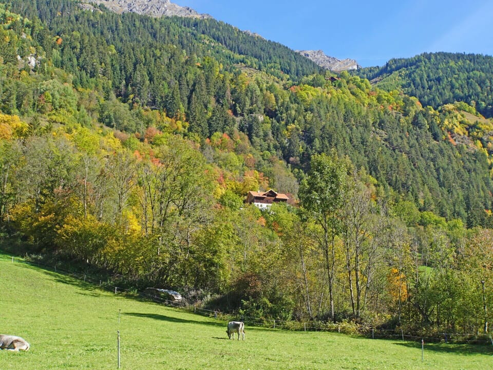 Plant, Sky, Plant Community, Mountain, Nature, Tree, Natural Landscape, Larch, Slope