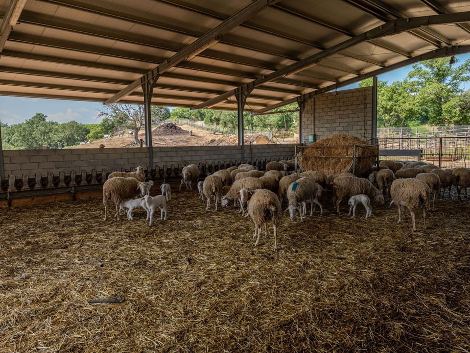 Tree, Grass, Sheep, Landscape, Livestock, Grassland, Herd, Plant