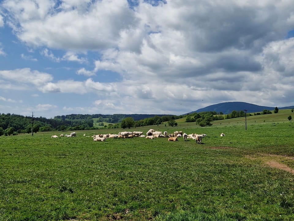 Cloud, Sky, Plant, Natural Landscape, Land Lot, Tree, Highland, Cumulus, Grass