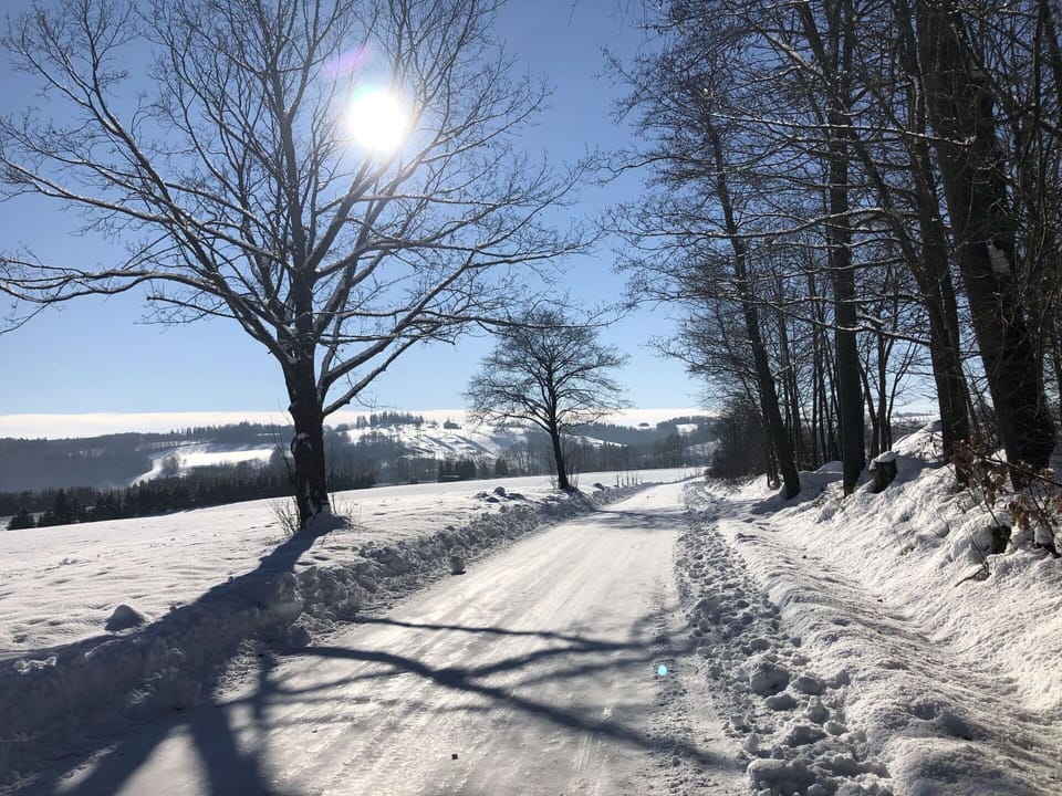 Sky, Plant, Natural Landscape, Twig, Tree, Branch, Sunlight, Snow, Road Surface, Wood