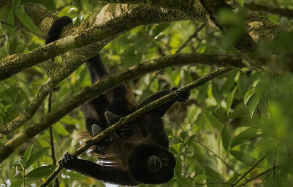 Howler `aka Congo` monkeys visit us often