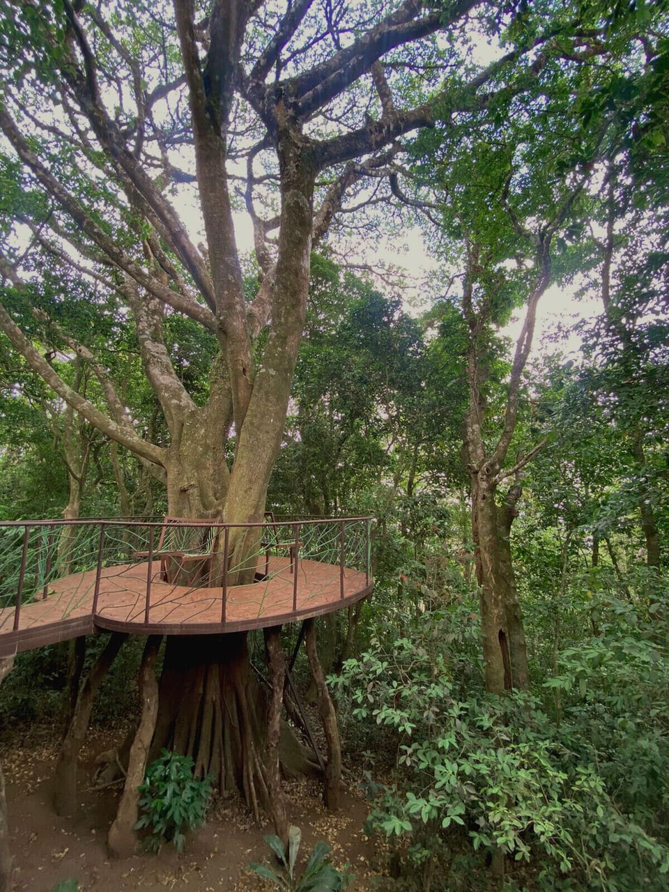The Ficus!!