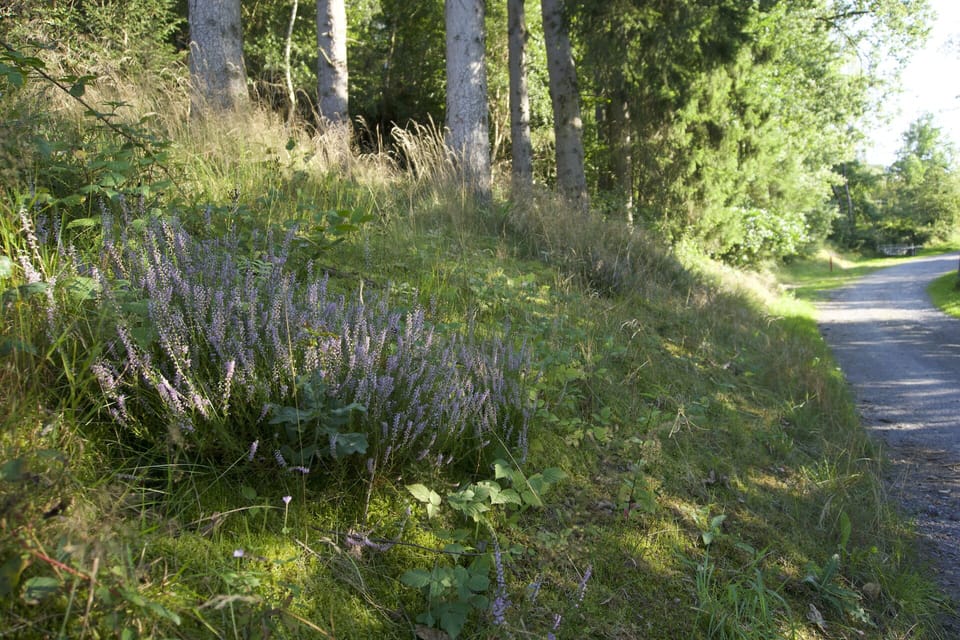 Der Waldweg direkt vor der Tür - wunderschöne Natur und beste Luft! 