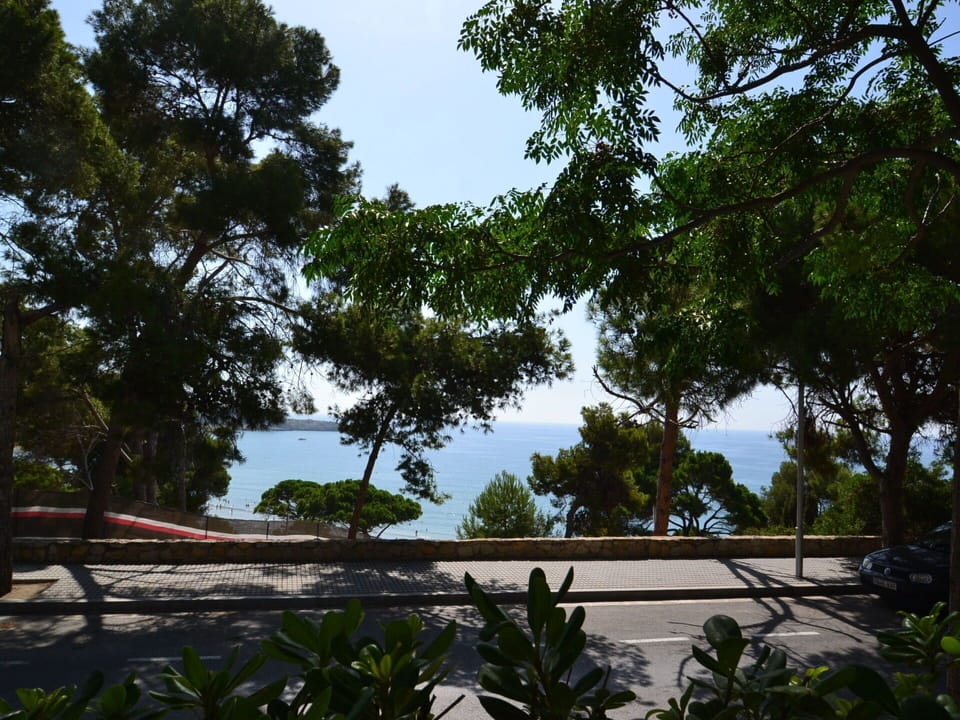 Leaf, Tree, Branch, Wood, Vegetation, Coastal And Oceanic Landforms, Shade, Trunk, Sea, Coast