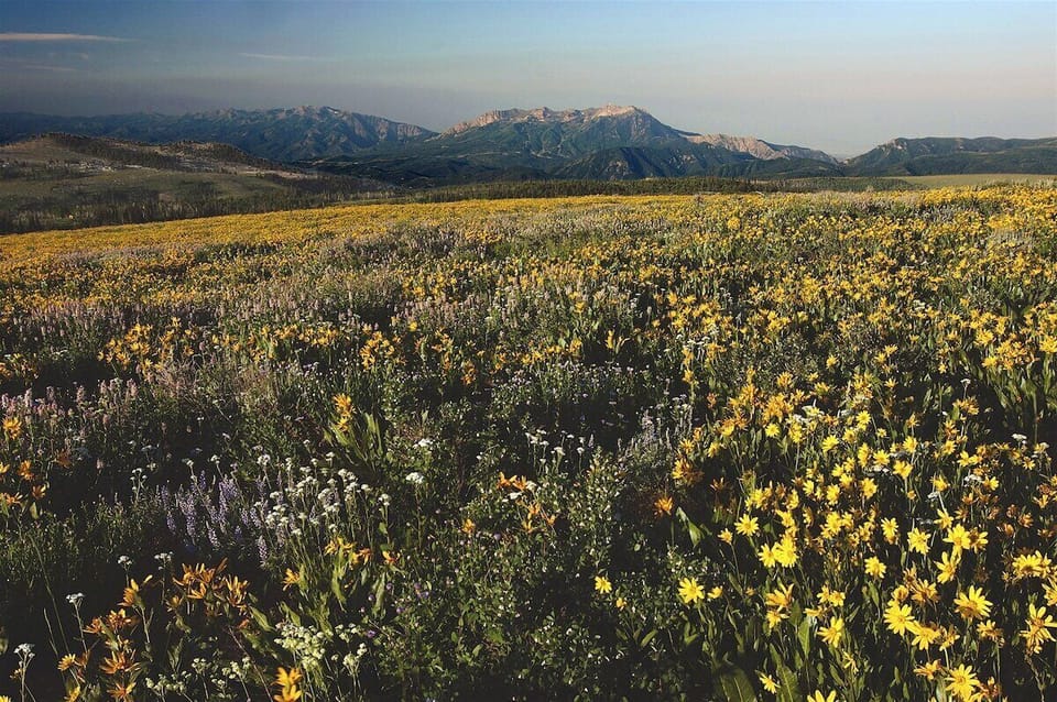 Wild Flowers Seen on Mountain Bike Trails