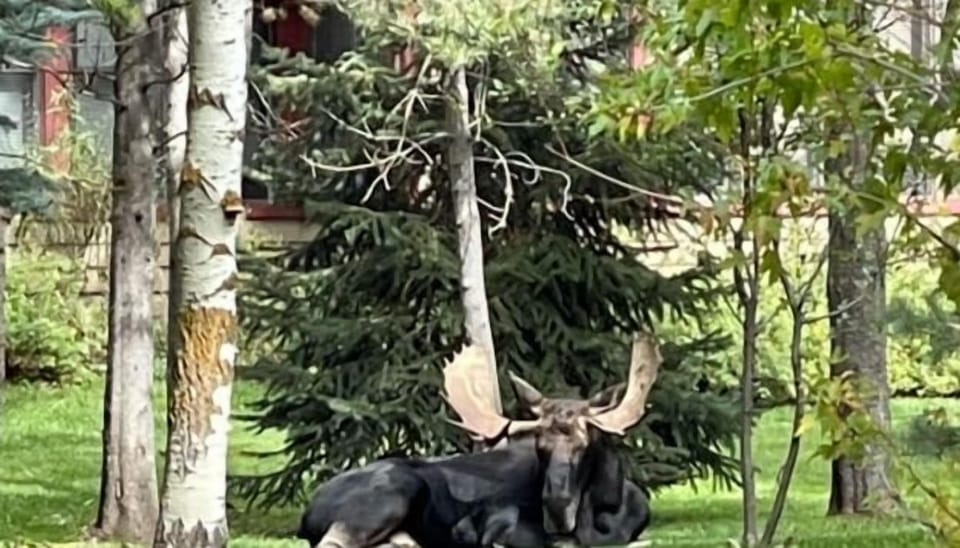 Bull Moose Seen In Aspens
