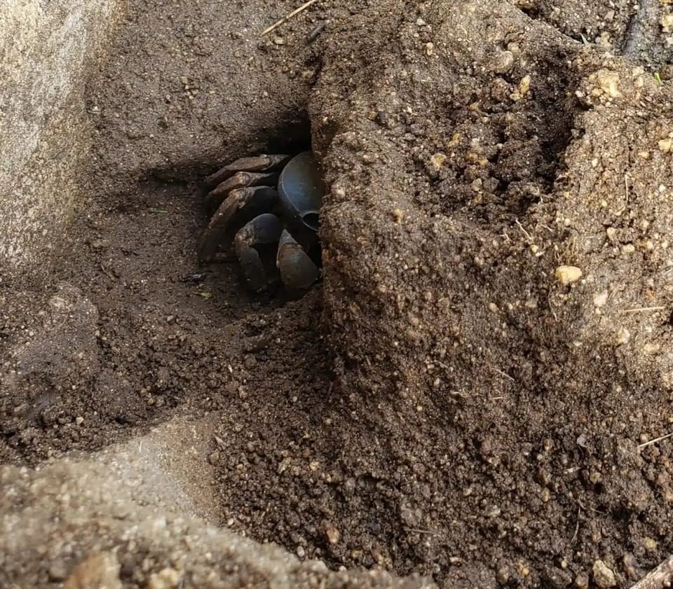 Get a closer look at the local wildlife, including the crabs that call this place home.