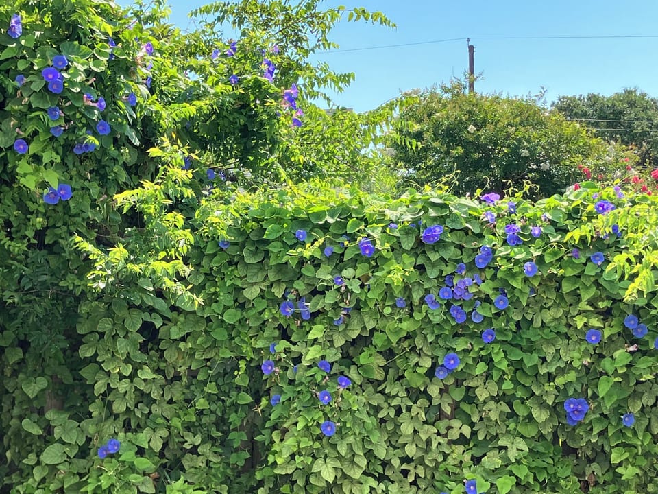 lush flowering vines on side fence