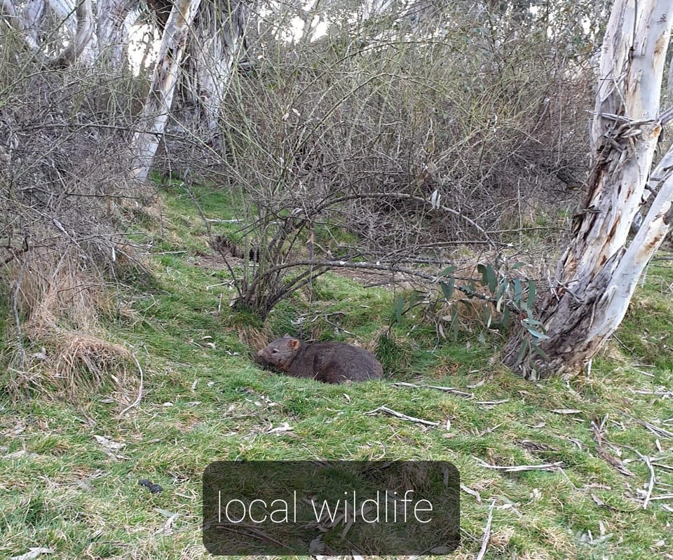 local wildlife - wombat at burrow