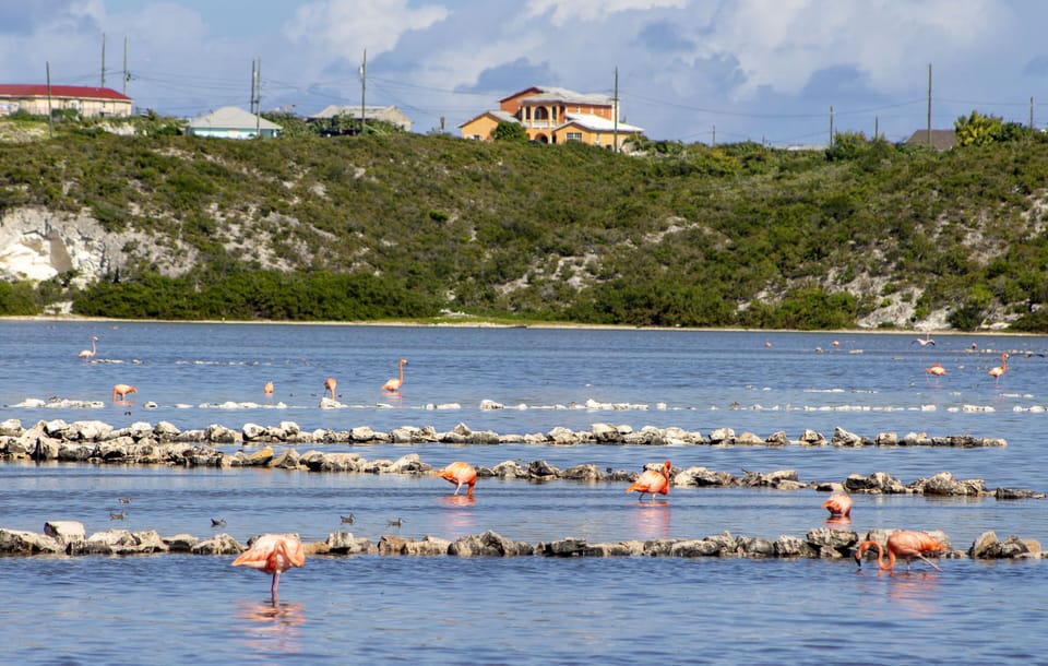 Nearby and within walking distance you will find the Flamingo Ponds 🦩
