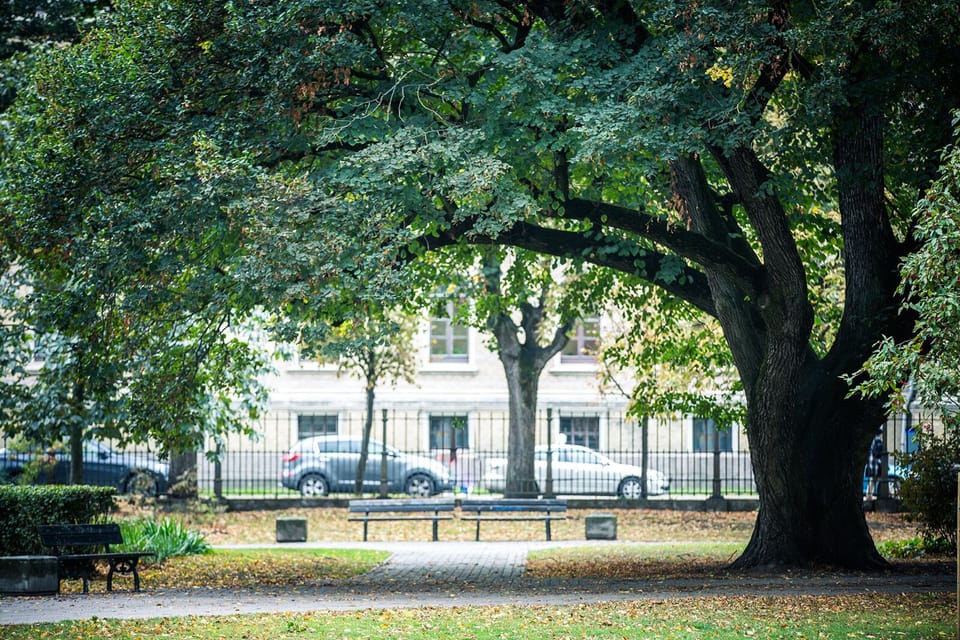 Mature stately linden and oak trees are a signature of Vermanes Garden