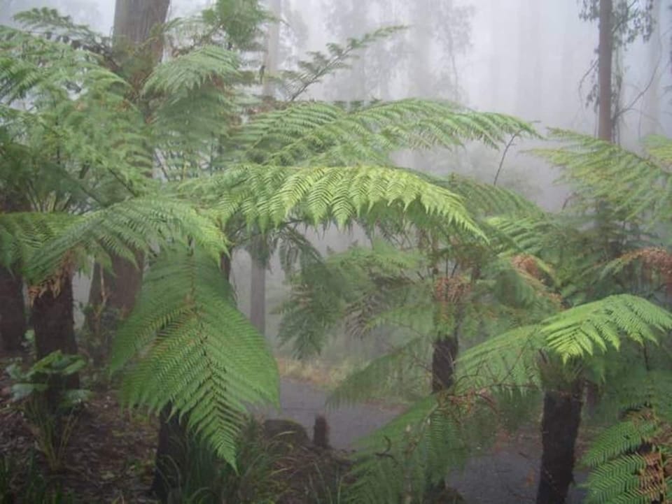 Rolling fog through the Ferns