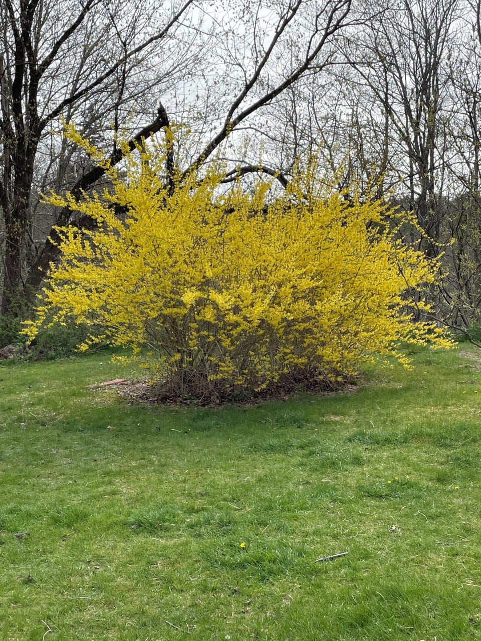 Beautiful spring blooms