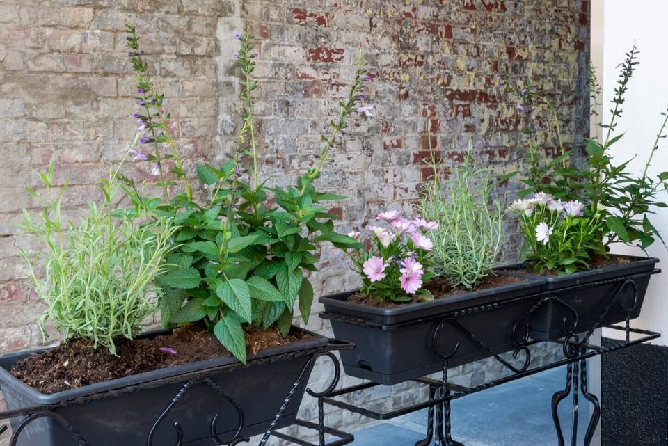 Capture moments of beauty in our aesthetically pleasing plants