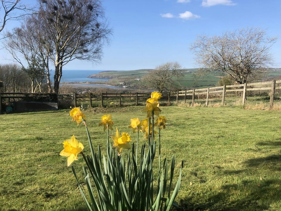 Garden at Penfeidr Newydd with grass and daffodils and distant sea view
