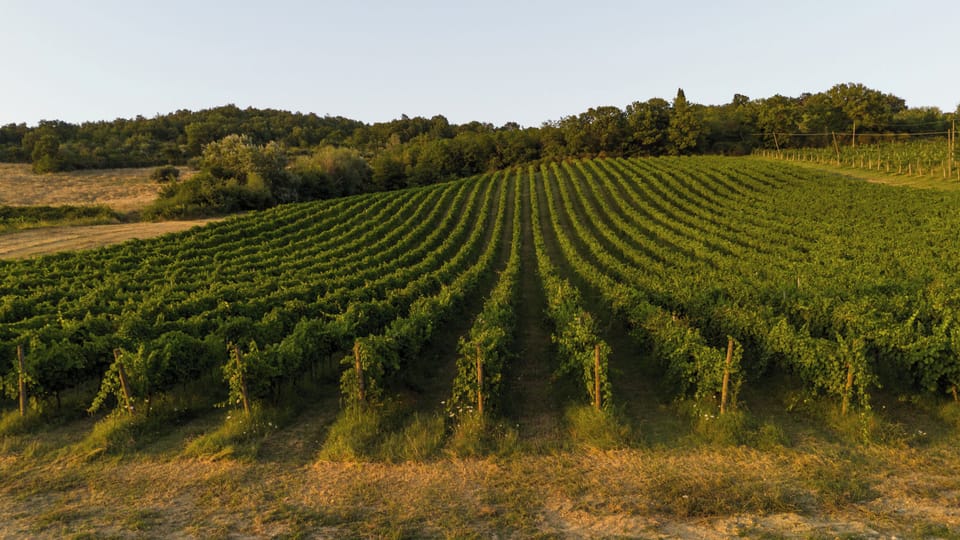 Vineyard