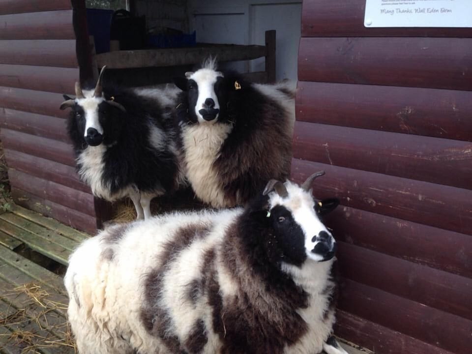 Meet the sheep at Wall Eden Farm