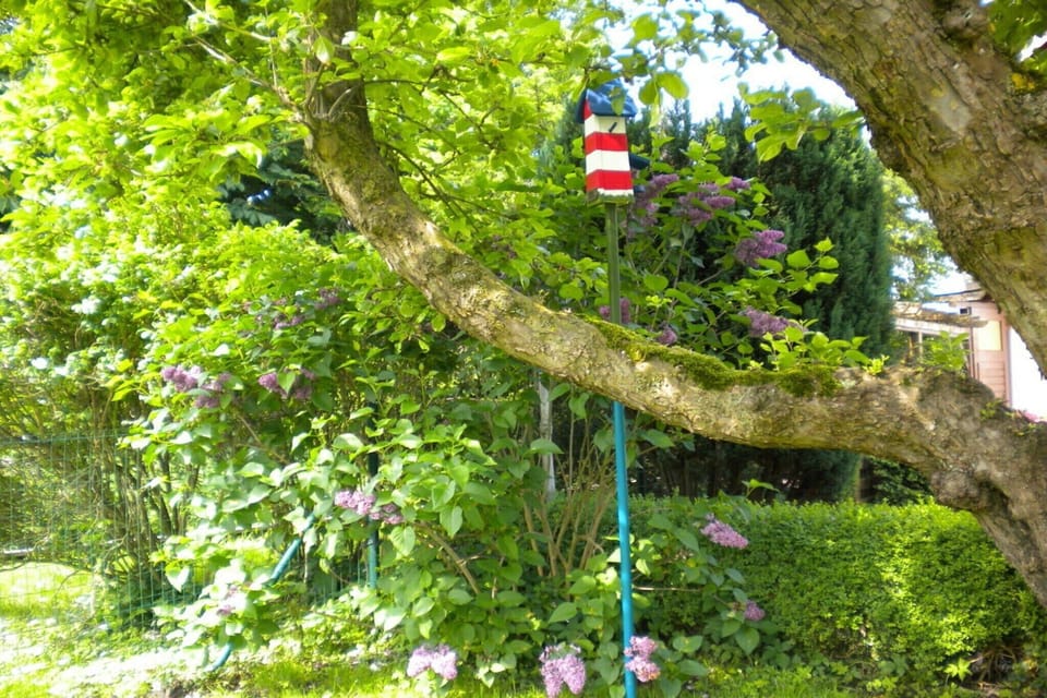 Garden [summer]